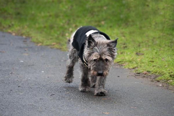 Señales de que un perro está triste y deprimido: caminar con la cabeza y la cola hacia abajo