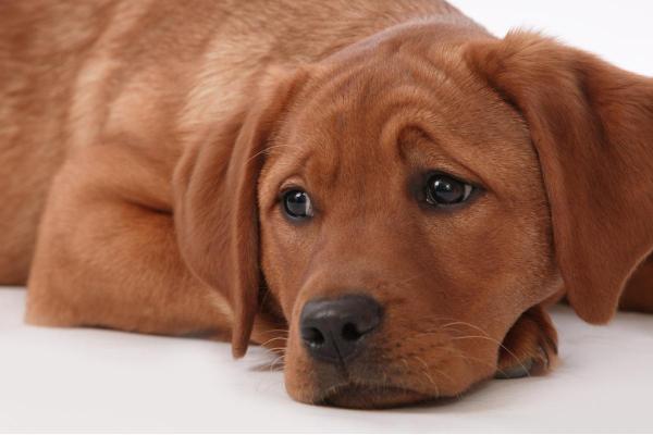 Señales de que un perro está triste y deprimido: orejas aplanadas y otras señales calmantes
