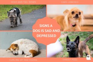 Señales De Que Un Perro Está Triste Y Deprimido