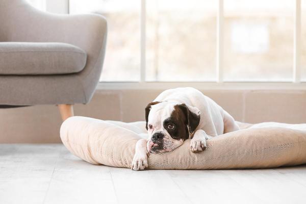 Mi perro se contrae cuando está acostado - Temperatura