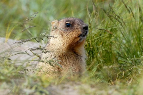¿Qué come una marmota? - Dieta de la marmota - ¿Qué comen las marmotas adultas?