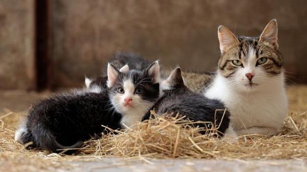 ¿Qué es la triple vacuna para gatos? - ¿Cuándo deben recibir los gatos la vacuna trivalente?