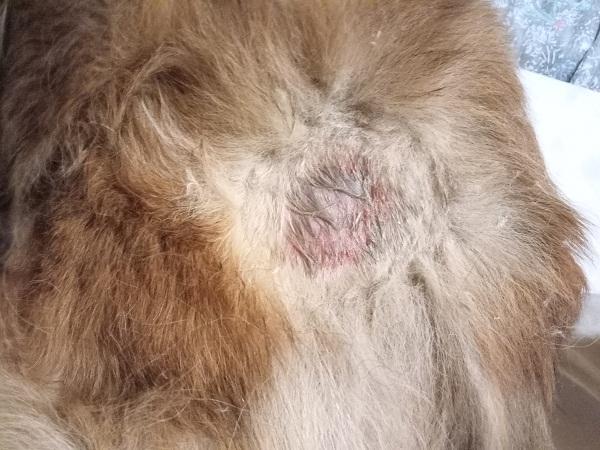 Dermatitis húmeda aguda en perros - Causas y tratamiento - Síntomas de la dermatitis húmeda aguda en perros