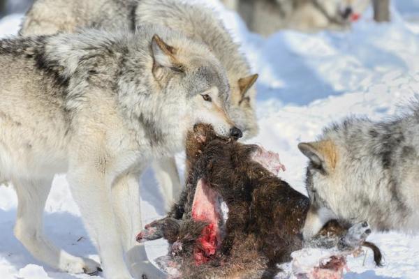 ¿Cómo cazan los lobos?  - ¿Los lobos cazan en grupo?