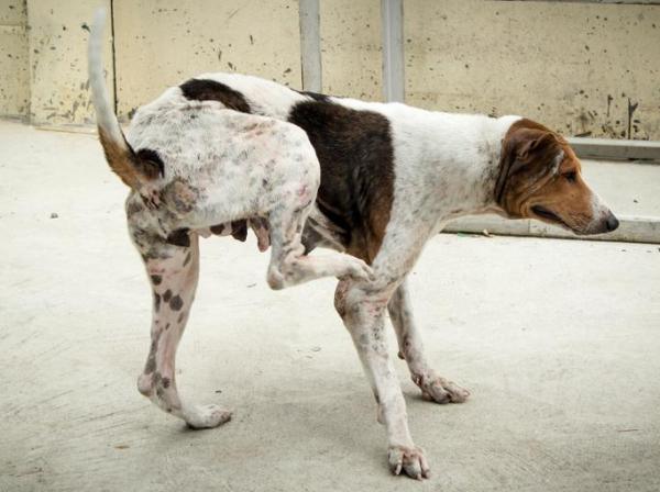 Tipos de dermatitis en perros - Causas y tratamiento - Dermatitis alérgica por pulgas (DAP)
