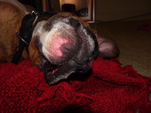 Tipos de dermatitis en perros - Causas y tratamiento - Dermatitis por alergia alimentaria