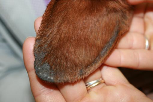 Tipos de dermatitis en perros - Causas y tratamiento - Dermatitis por ataque de moscas en perros