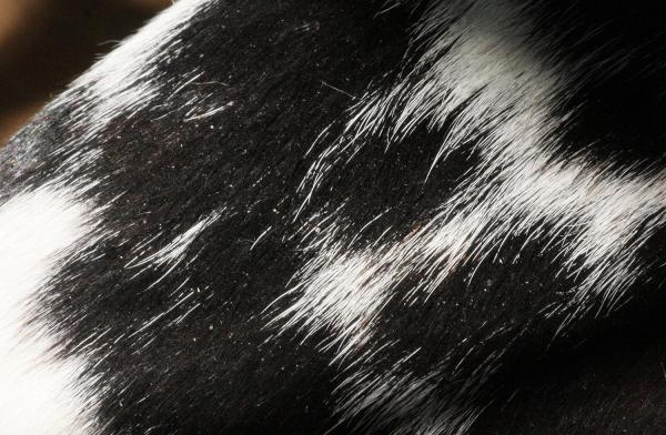 Tipos de dermatitis en perros - Causas y tratamiento - Dermatitis seborreica