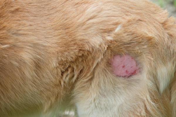 Tipos de dermatitis en perros - Causas y tratamiento - Dermatitis húmeda aguda