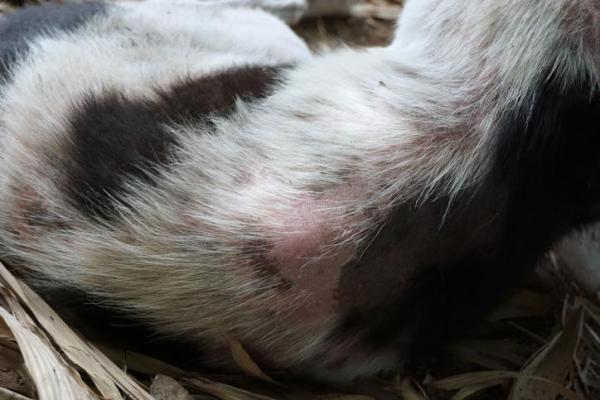 Tipos de dermatitis en perros - Causas y tratamiento - Dermatitis de contacto