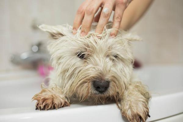 Tipos de dermatitis en perros - Causas y tratamiento - Tratamiento de la dermatitis en perros