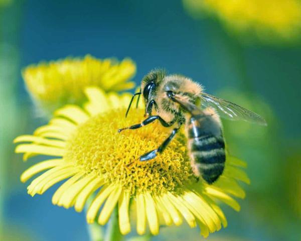 ¿Cómo ven las abejas? - ¿Puede la abeja ver los colores?