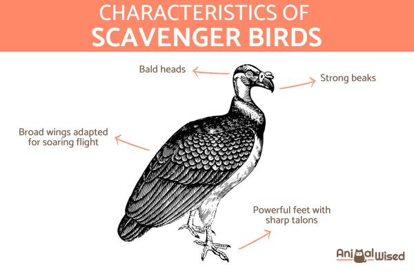 Aves Carroñeras - Tipos y Características - Características de las aves carroñeras