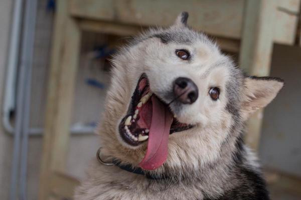 ¿Cómo sé si mi perro me ve como el alfa o el líder de la manada?  - Interacciones lúdicas