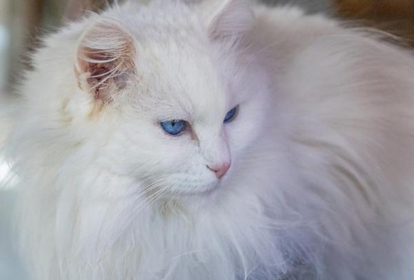 20 razas de gatos blancos - Lista completa - Razas de gatos blancos con ojos azules