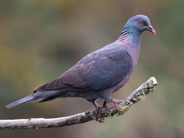 25 Animales de España - Paloma de Bolle (Columba bollii)