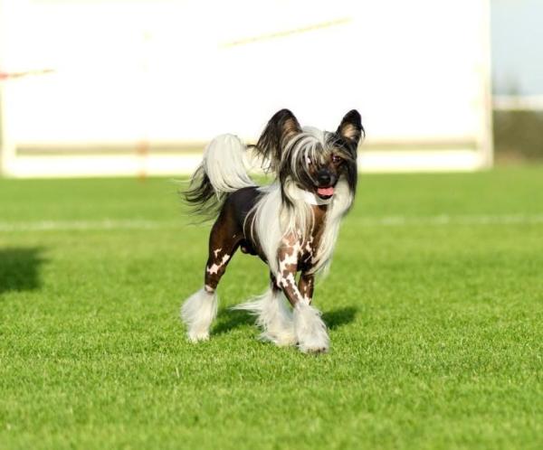 5 razas de perros sin pelo: perro con cresta chino