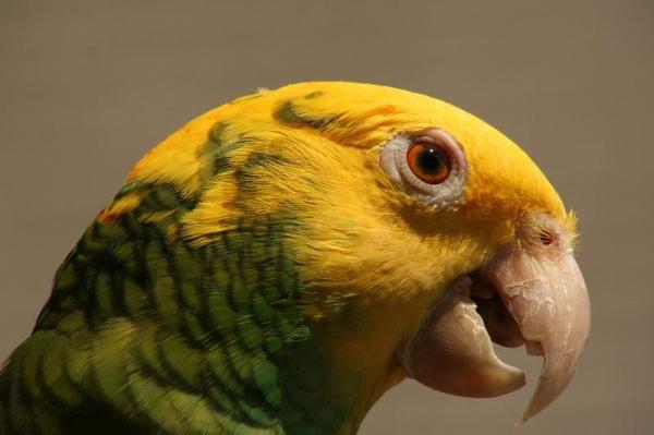 50 nombres únicos para loros - Nombres para loros machos