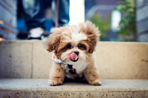 Shih Tzu con corte de cachorro mostrando pelo corto uniforme en cuerpo, cara y patas para fácil mantenimiento