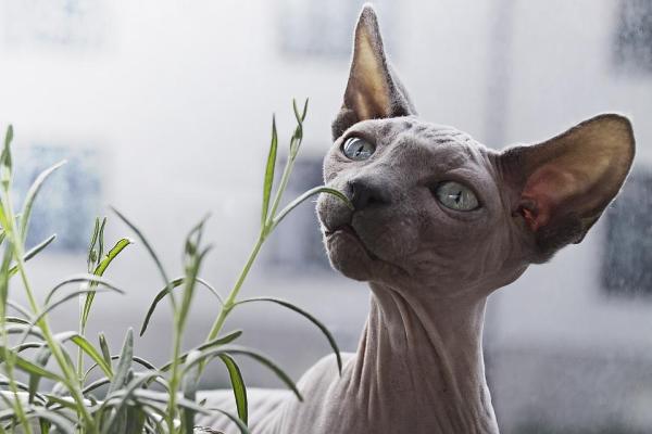 8 razas de gatos que mudan menos pelo - 1. Gatos sin pelo