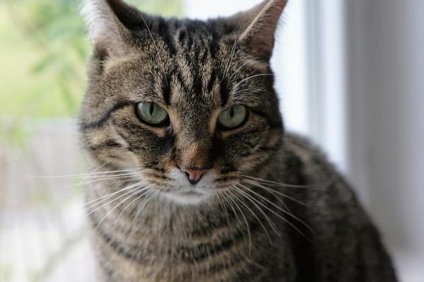 A mi gato no le gusta que lo acaricien: ¿A los gatos les gusta que los acaricien?