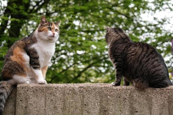 A mi gato se le está cayendo el pelo: ¿qué debo hacer? - ¿Qué es la caída normal del pelo en los gatos?