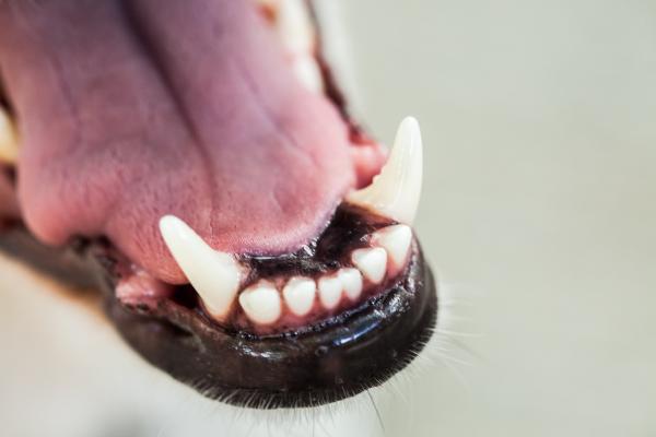 A mi perro le tiembla la mandíbula - Mandíbula temblorosa en los perros - Epilepsia focal