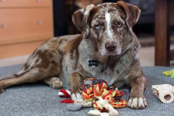 No le agrado a mi perro - ¿Por qué no le agrado a mi perro?