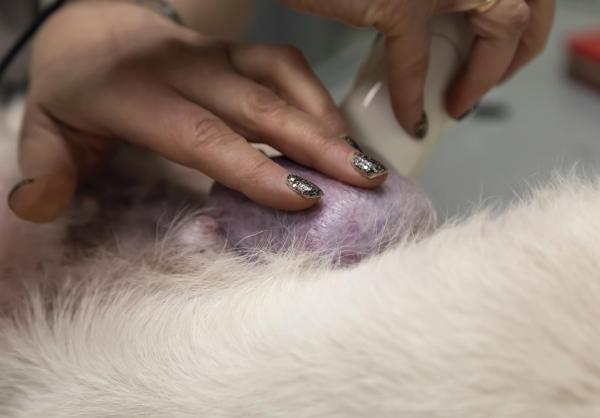 Adenocarcinoma en perros - Causas, Signos y Tratamiento - Tratamiento del adenocarcinoma en perros