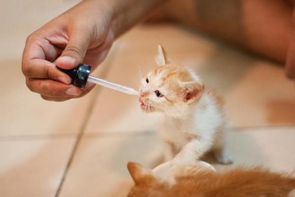 Albendazol para gatos - Usos, Dosis y Efectos Secundarios - Albendazol para gatos efectos secundarios