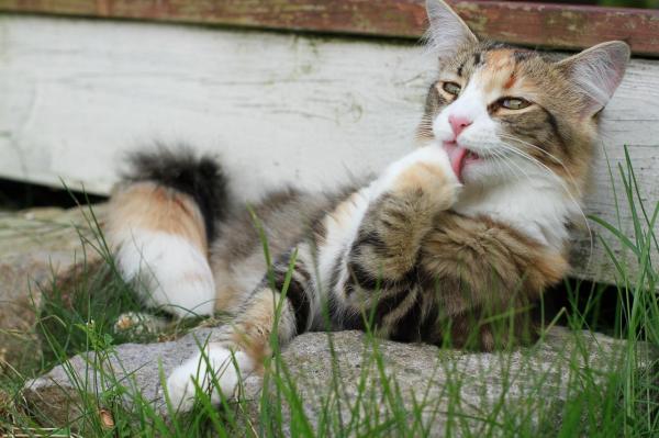 Alopecia Psicógena en Gatos - Causas, Síntomas y Tratamiento - Causas de la alopecia psicógena en gatos