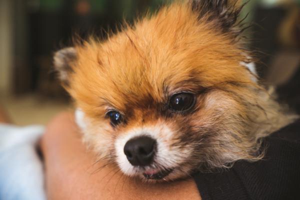 Ambroxol para perros - Usos, Dosis y efectos secundarios - Usos de ambroxol para perros 