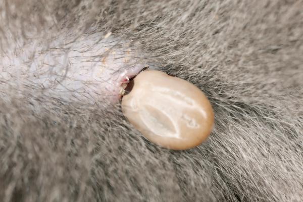 Anaplasmosis en perros - Causas, síntomas y tratamiento - ¿Qué es la anaplasmosis en perros?