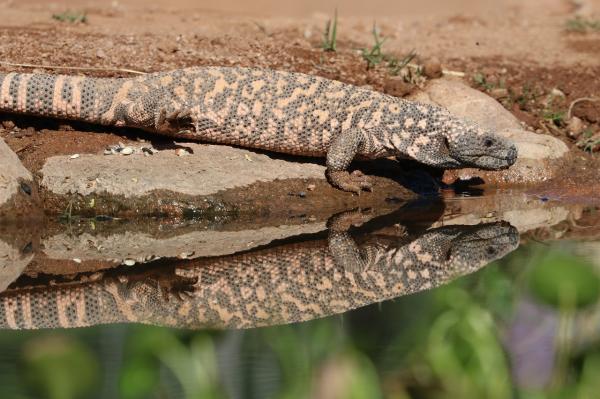 Animales crepusculares - Ejemplos de animales activos en el crepúsculo - Monstruo de Gila (Heloderma sospechaum)
