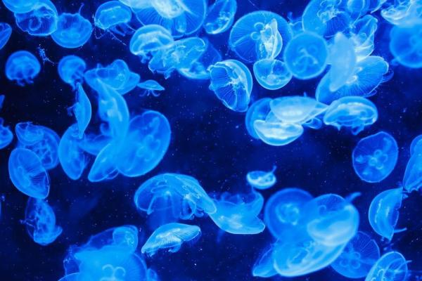 Animales que brillan en la oscuridad - 1. Medusas