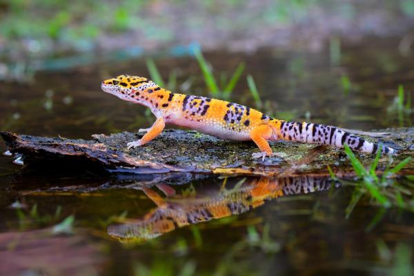 Animales que caminan sobre el agua: ¿cómo lo hacen?  - Gecos