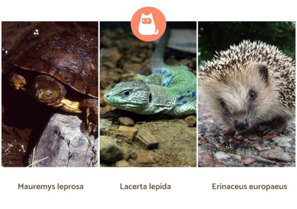 Animales que no deberían ser mascotas - Los animales salvajes como mascotas