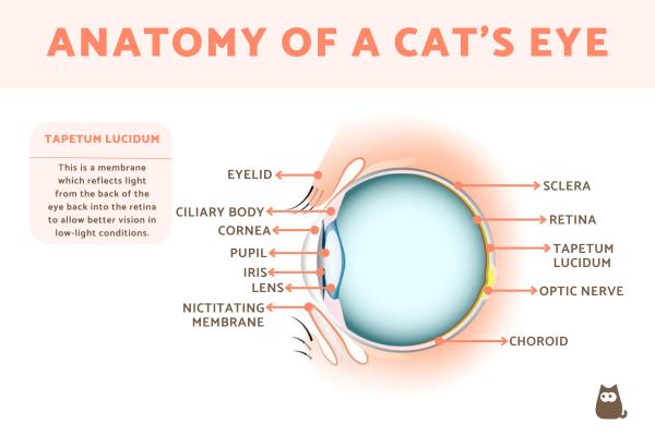 Animales que pueden ver en la oscuridad: ¿Cómo ven los animales en la oscuridad?