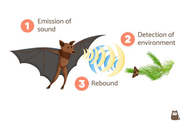 Animales que utilizan la ecolocalización - Lista de ejemplos - ¿Cómo funciona la ecolocalización?