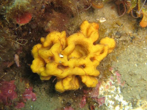 Animales sin sistema nervioso central: esponjas marinas