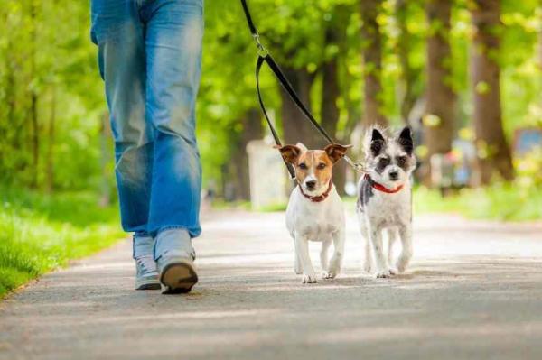 Antes de adoptar un perro: qué considerar: ¿tienes tiempo para un perro?