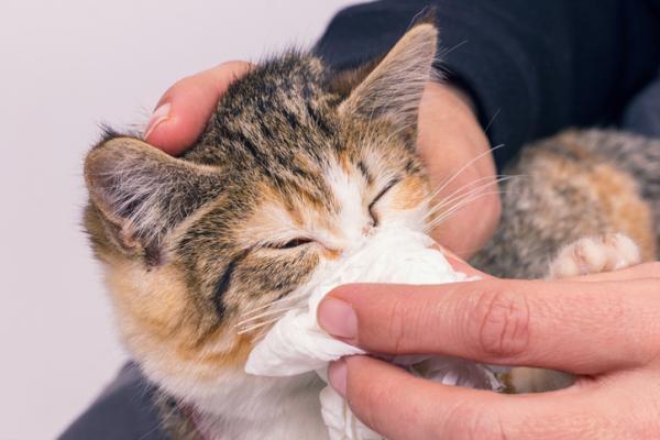 Antihistamínicos para gatos - Dosis, tipos y efectos secundarios - ¿Qué son los antihistamínicos para gatos?
