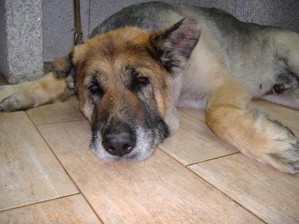 Aplasia de médula ósea en perros - Diagnóstico de aplasia de médula ósea en perros