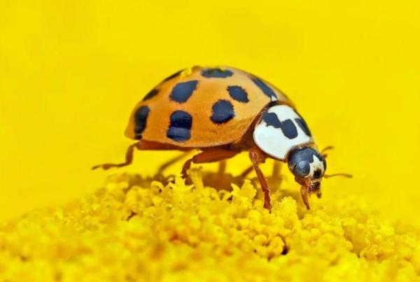 Aposematismo en animales - Definición con ejemplos - Aposematismo en mariquitas