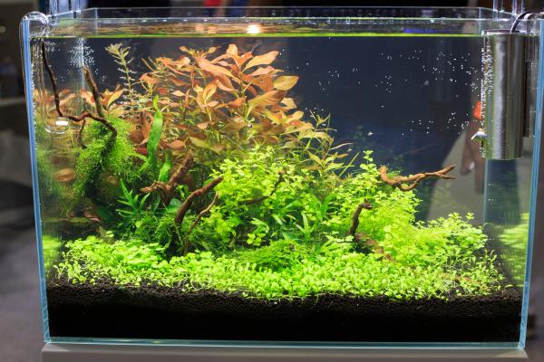 Aquascaping - Cómo crear un hermoso acuario - ¿Qué herramientas de aquascaping necesito?