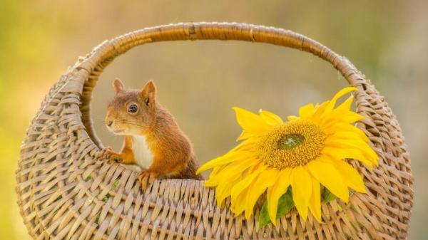 Ardillas como mascotas: ¿está bien tener una ardilla como mascota? - Adoptar una ardilla como mascota.