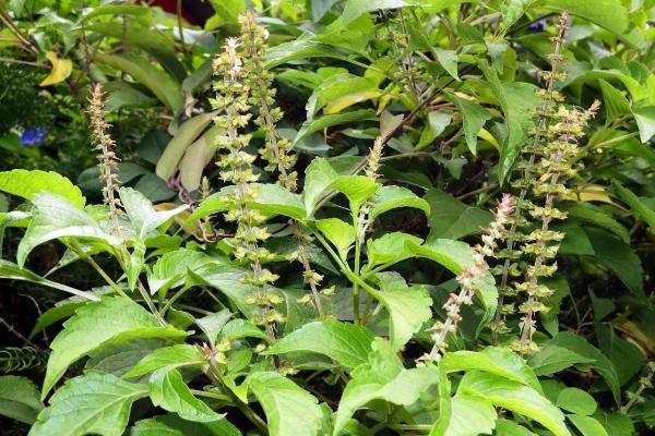 Aromas efectivos para repeler las chinches de forma natural - Aceite esencial de clavo