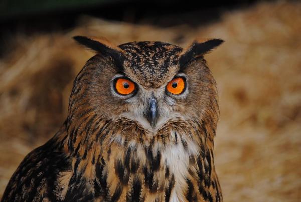 Aves Rapaces Nocturnas - Características y Ejemplos - Tipos de aves rapaces nocturnas