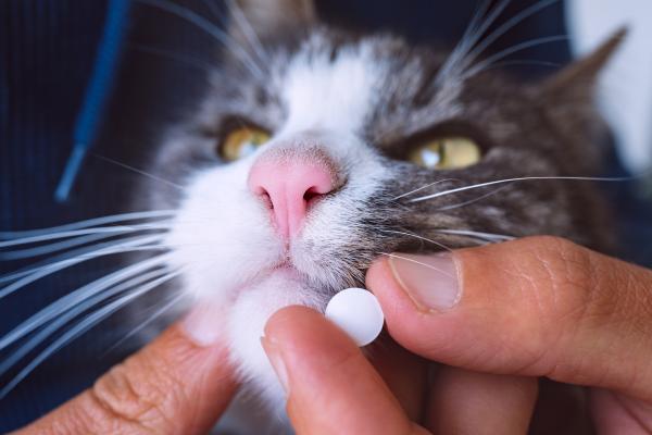 Azitromicina para gatos - Posología, usos y efectos secundarios - Efectos secundarios de la azitromicina para gatos