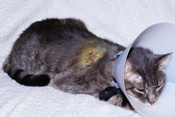 Betadine para gatos: ¿es seguro?  - Usos de Betadine para gatos